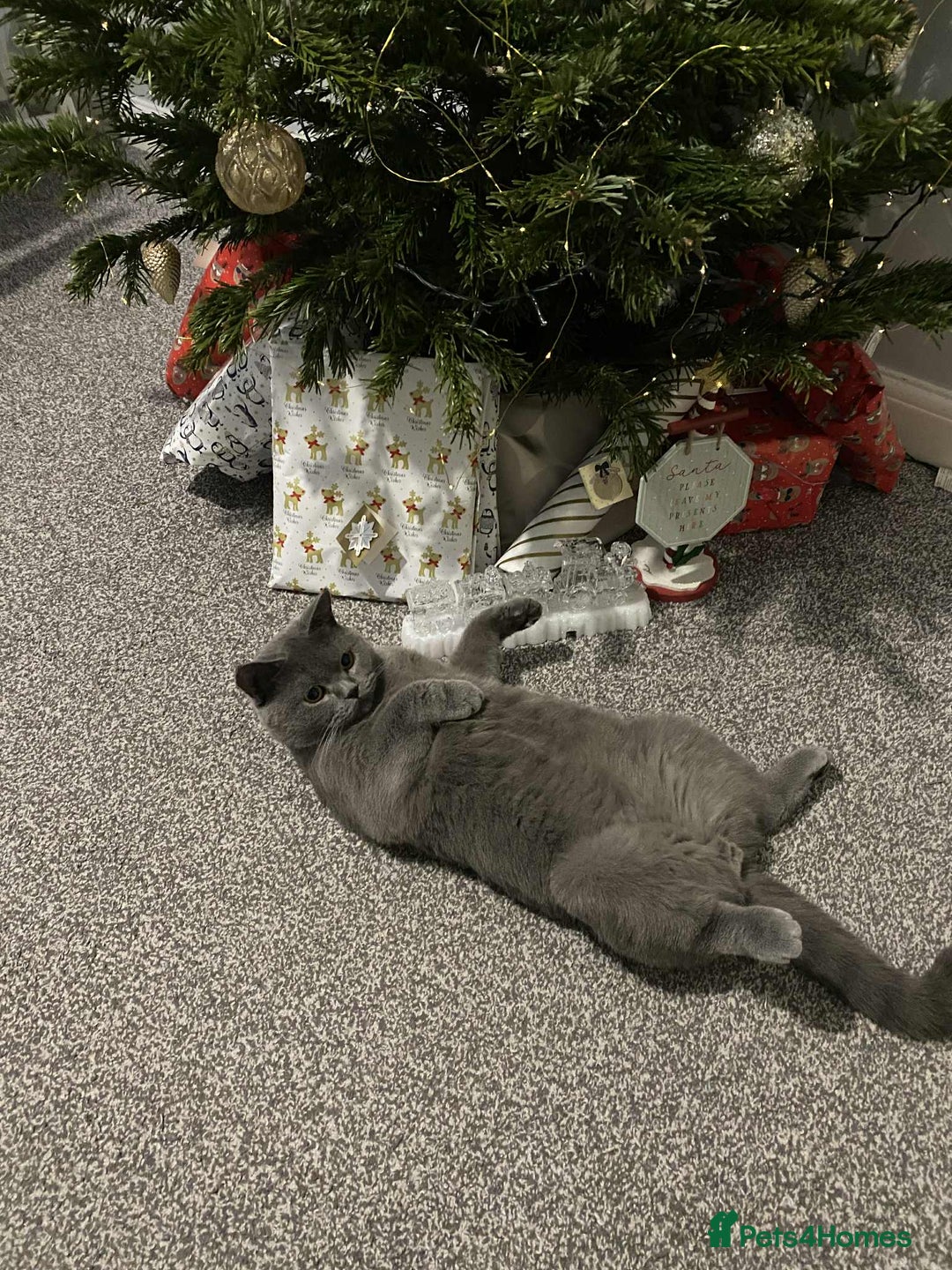 British Shorthair cats for sale: British short hair for sale  - Image 2