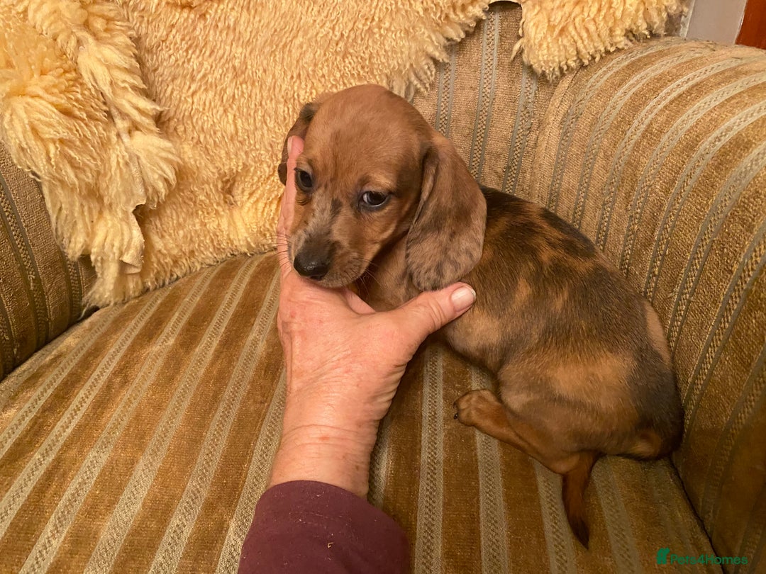Miniature Dachshund dogs for sale: True miniature Dachshund puppies  - Image 14