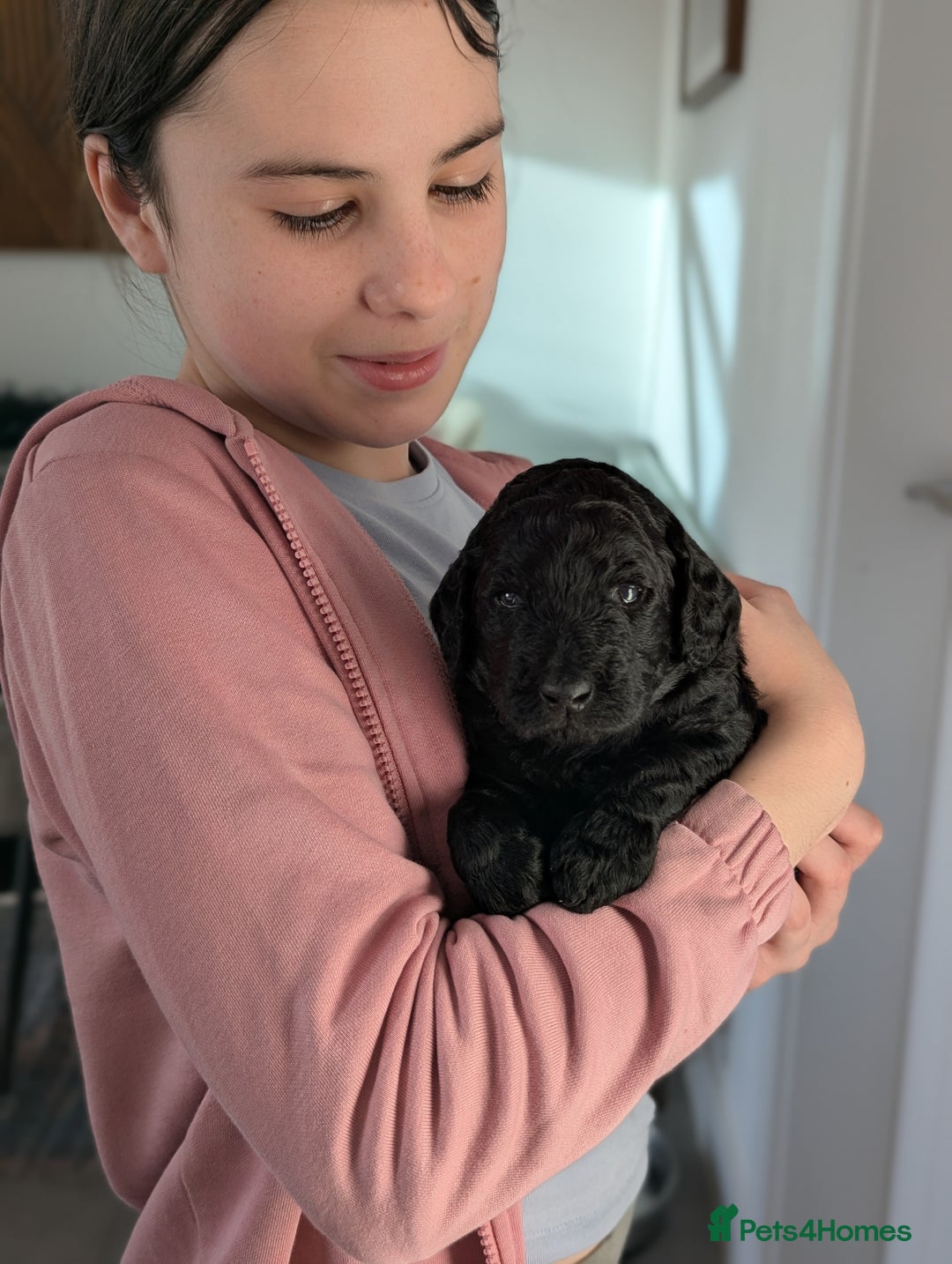 Standard Poodle dogs for sale: 6 wks old, ready 21st Jan, Standard Poodle Puppies - Advert 17