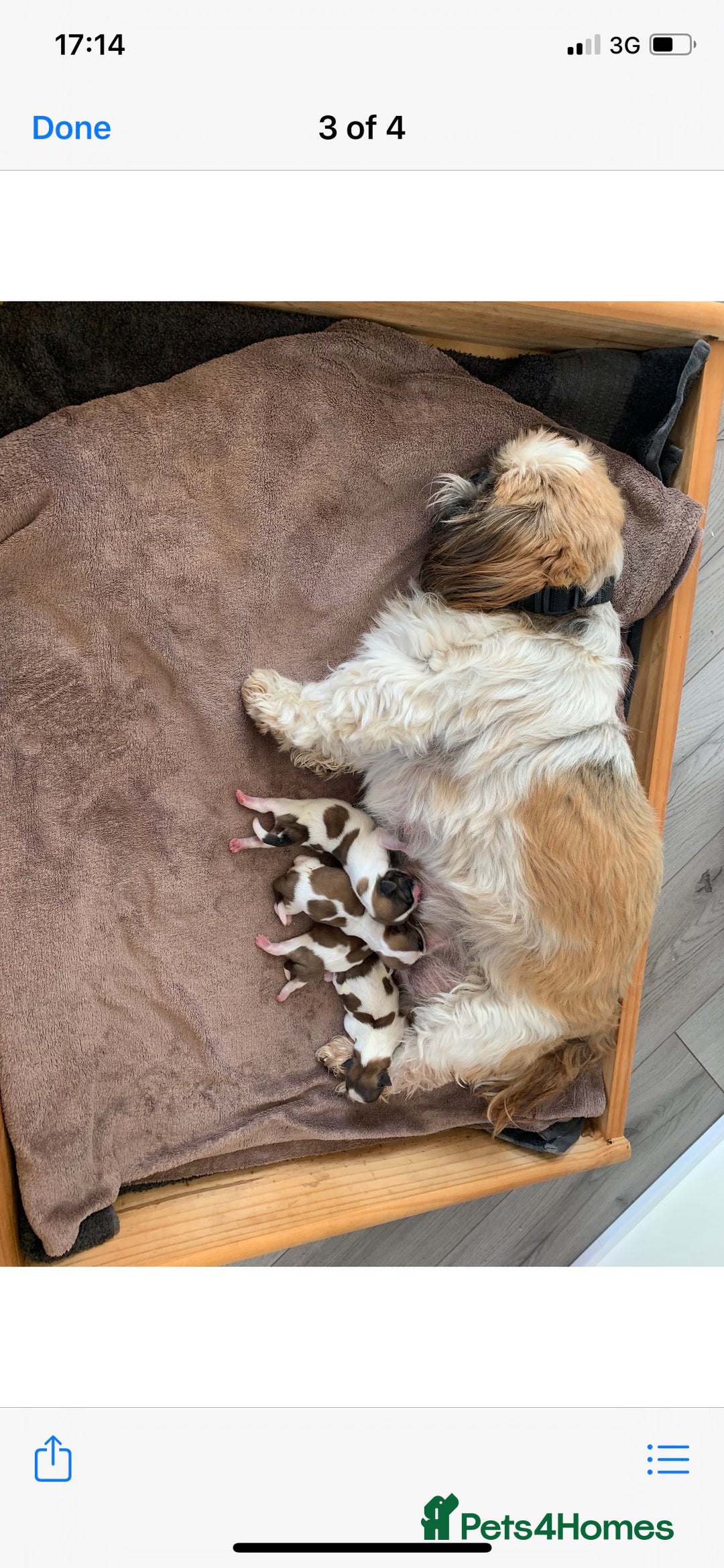 Shih Tzu dogs for stud: Handsome experienced KC registered stud dog in Cullompton - Image 8