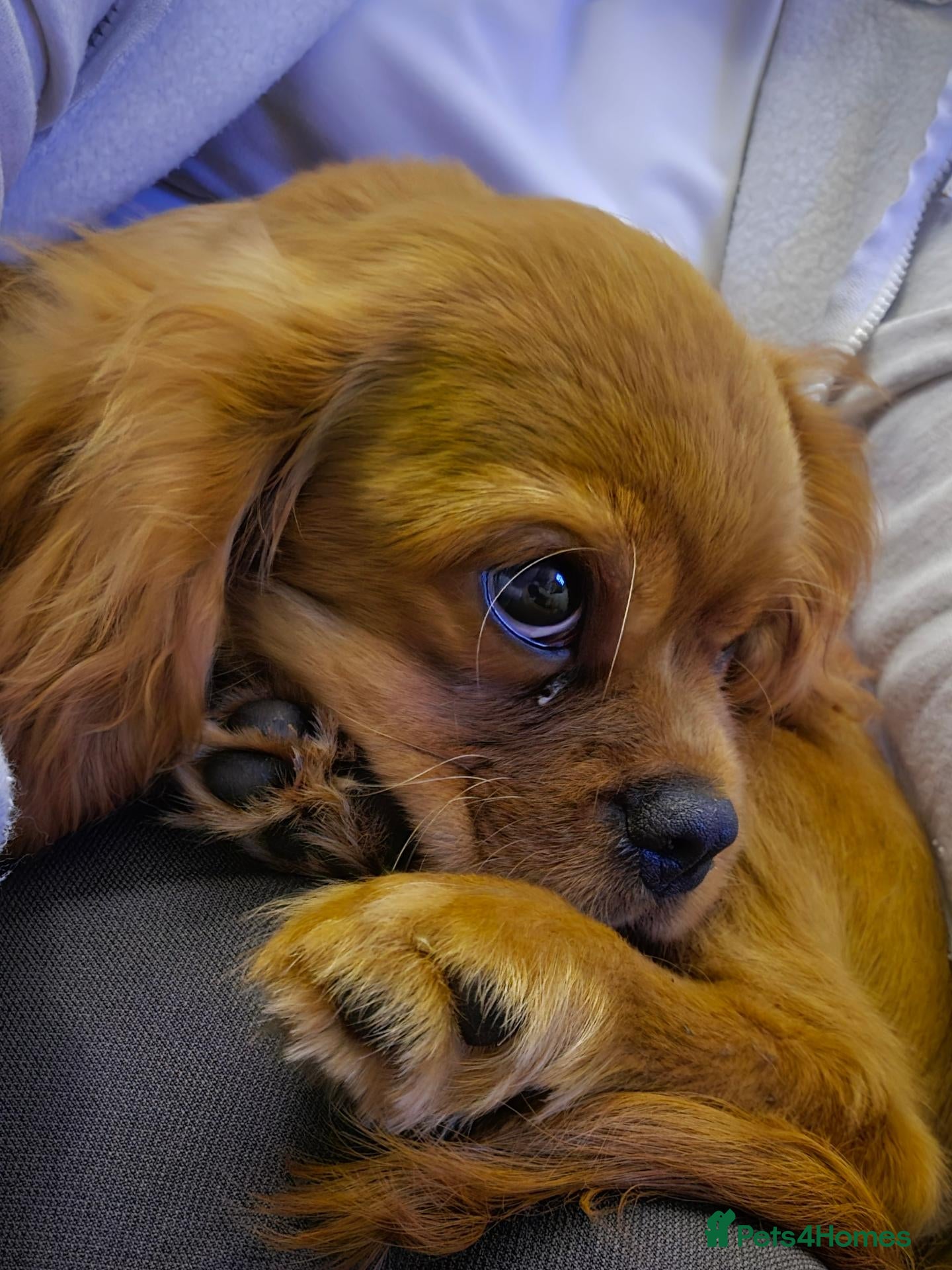 Cavalier King Charles Spaniel dogs Male Cavalier looking for forever home - Advert 9