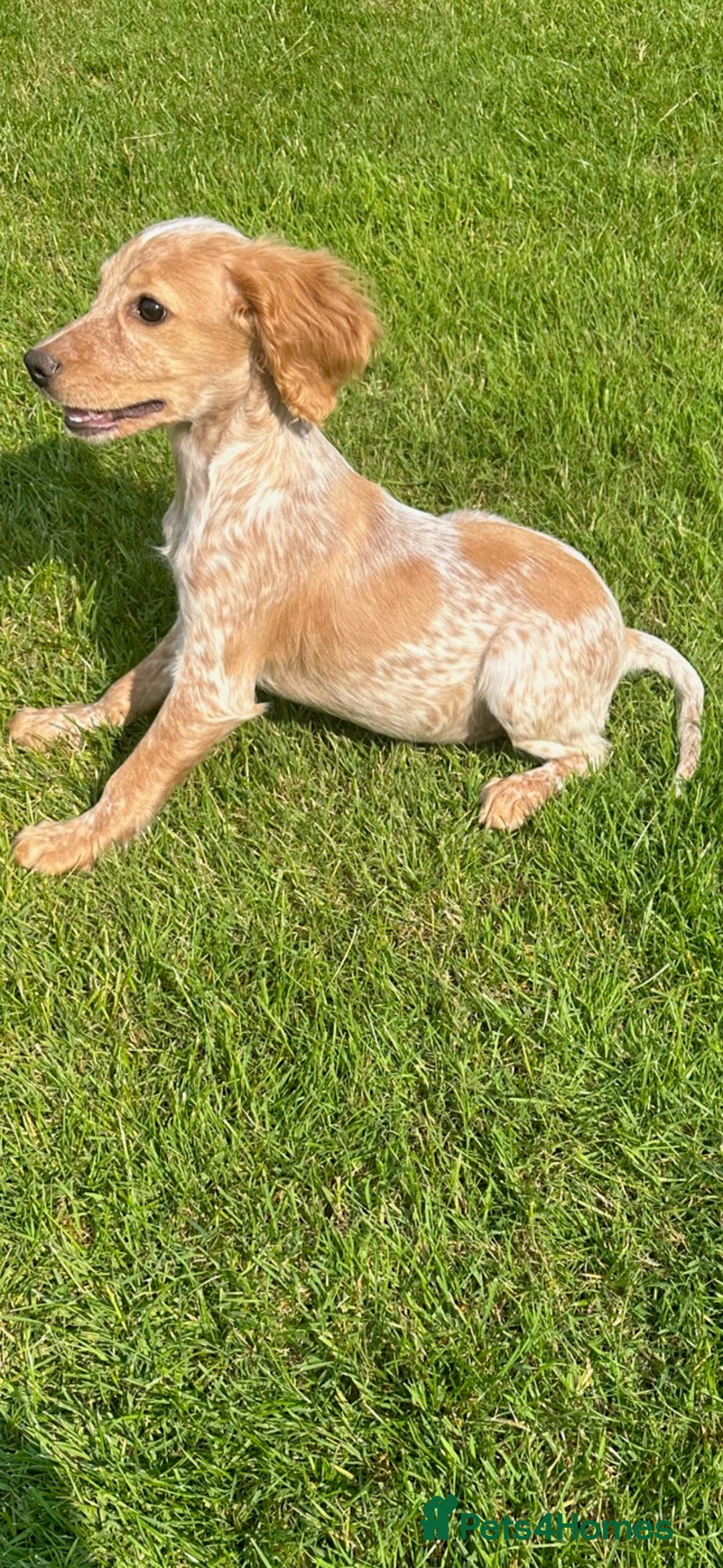 Cocker Spaniel dogs for sale: Hanscombe working cocker spaniel puppies - Advert 6