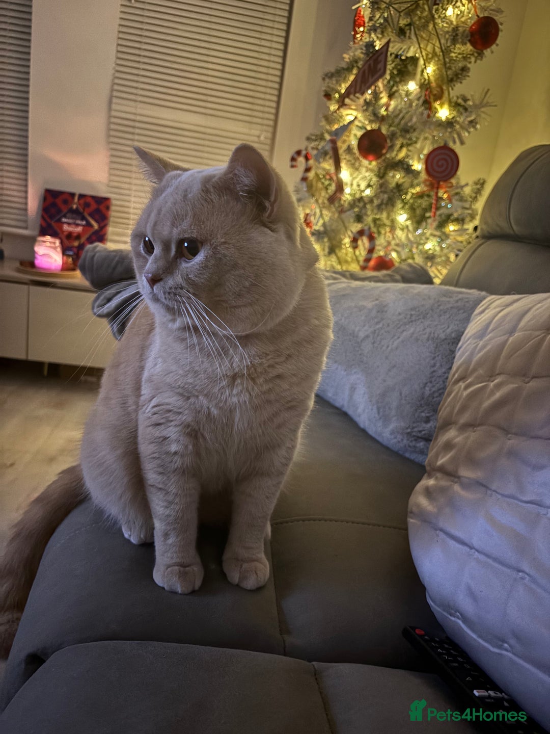 British Shorthair cats for stud: Active GCCF Championship status BSH STUD, Blood B! - Advert 1