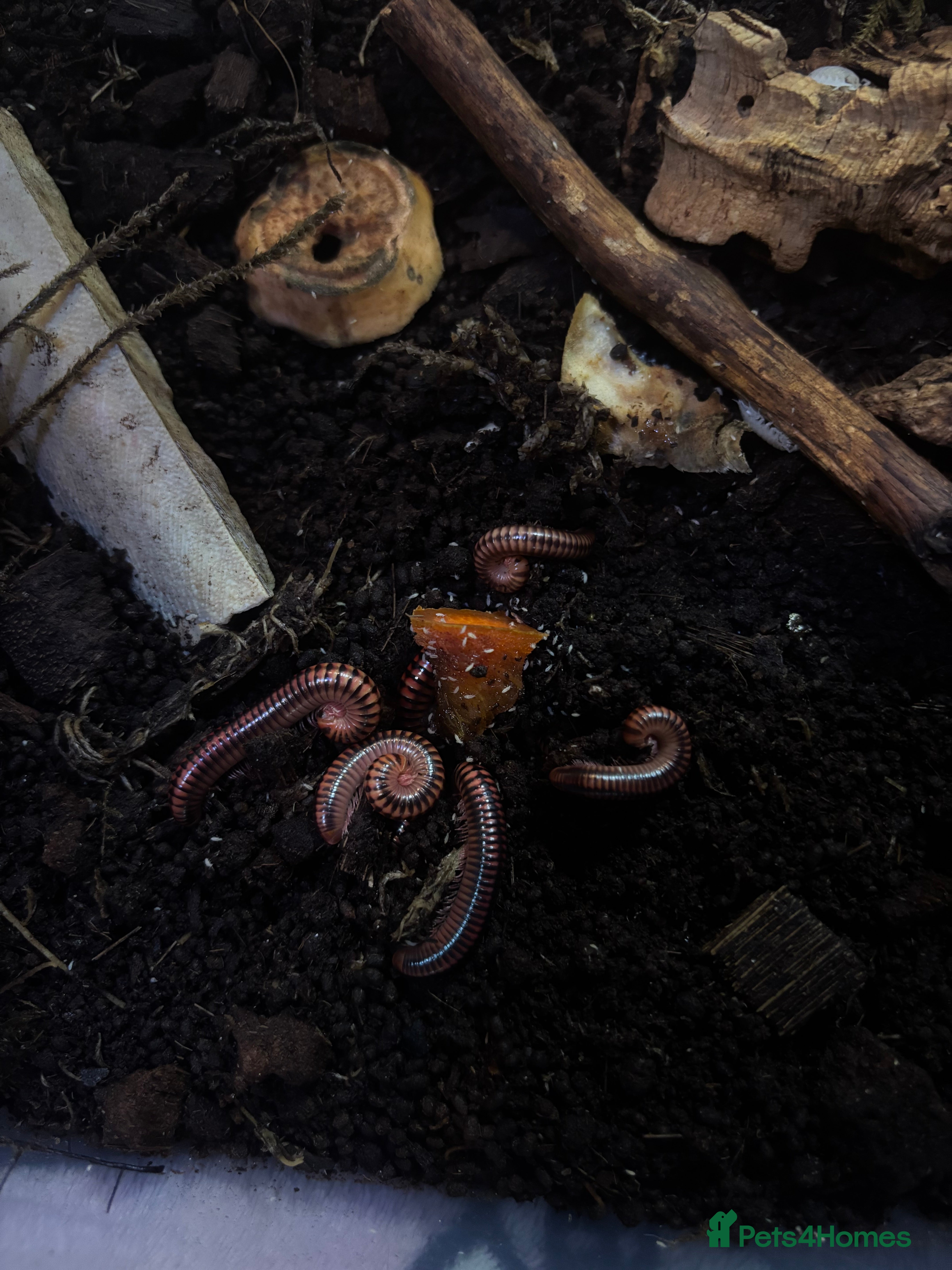 Millipedes invertebrates Red millipedes  - Advert 9