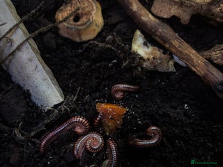 Millipedes invertebrates - Advert 11