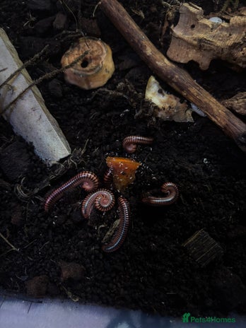 Millipedes invertebrates - Advert 1