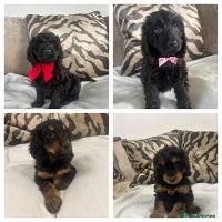 Cockapoo dogs - Advert 14