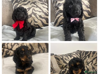 Cockapoo dogs - Advert 4