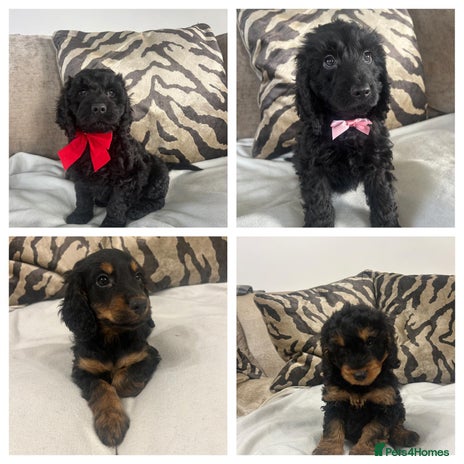 Cockapoo dogs - Advert 4