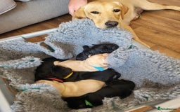 Labrador Retriever dogs for sale: Labrador Puppies for sale pedigree  - Image 19