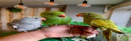 Ringnecks birds for sale: Hand Reared Baby Indian Ringneck Parrots For Sale - Advert 10
