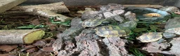 Tortoise reptiles for sale: Hatchling spur- thigh tortoises  in Tonbridge - Advert 2