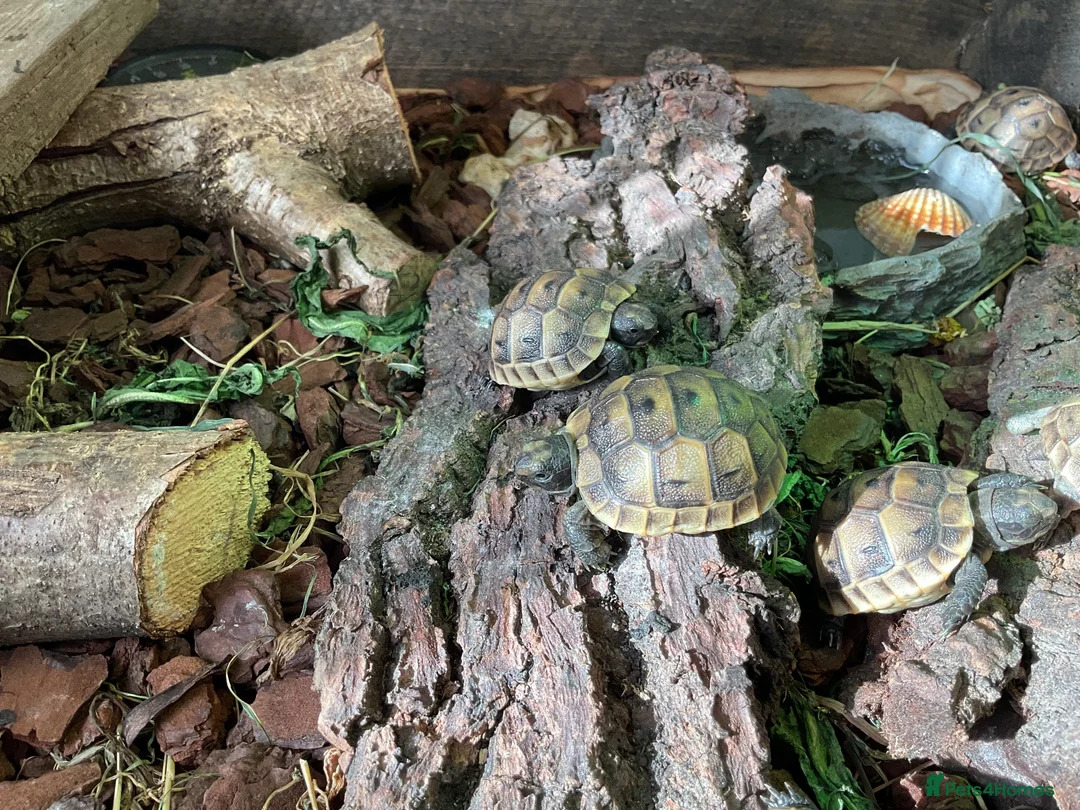 Tortoise reptiles for sale: Hatchling spur- thigh tortoises  in Tonbridge - Advert 2