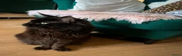 Maine Coon cats for sale: MONSTRUAL GIANTS! Elite MAINE COON Kittens  - Advert 3