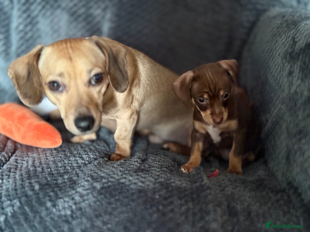 Chiweenie dogs for sale: Chiweenies 1 male 1 female available now.  - Advert 12