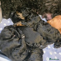 Cavapoo dogs - Advert 9