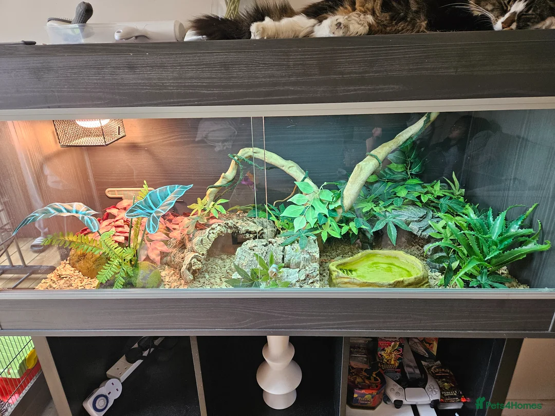 Milk Snake reptiles for sale: Milk snake and vivarium full set up for sale - Advert 2