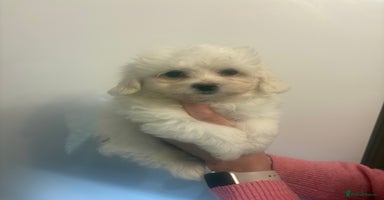 Maltipoo dogs 🤩 1 stunning female maltipoo puppy 🤩 - Advert 5