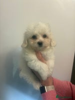 Maltipoo dogs 🤩 1 stunning female maltipoo puppy 🤩 - Advert 5