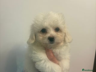 Maltipoo dogs 🤩 1 stunning female maltipoo puppy 🤩 - Advert 2