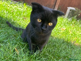 Scottish Fold cats - Advert 31