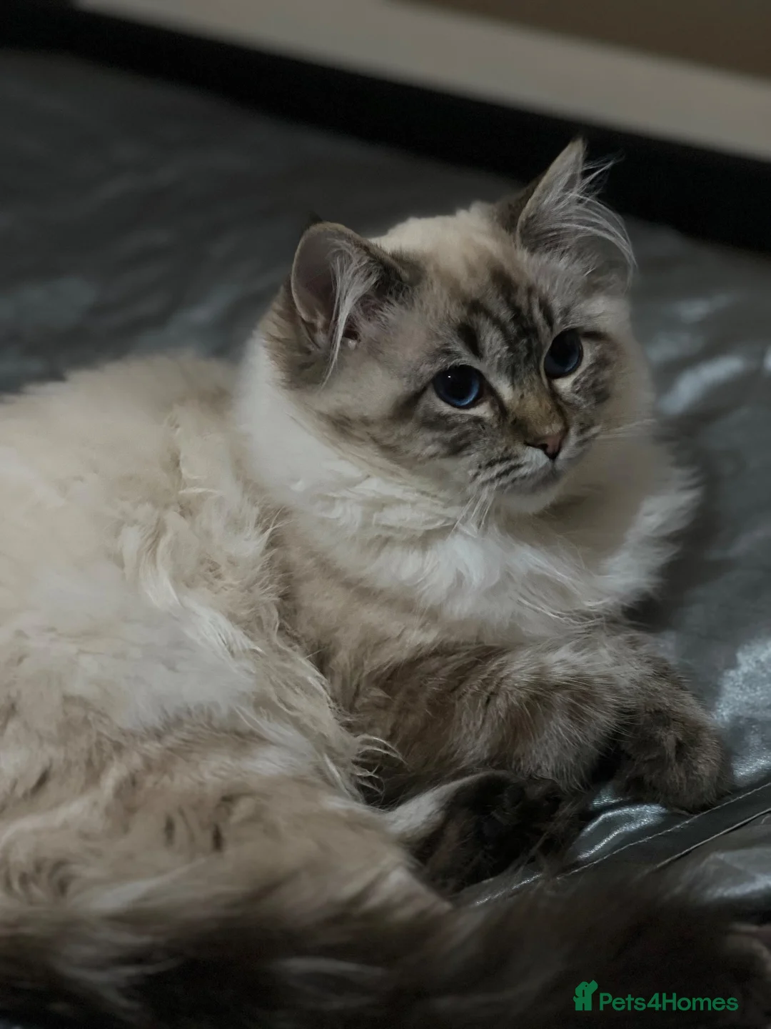 Ragdoll cats for sale: Pure Breed Beautiful Ragdoll Girl in Birmingham - Advert 2