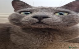 British Shorthair cats for sale: Beautiful British short-hair Dusty - Image 1