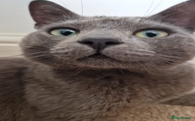 British Shorthair cats - Advert 2