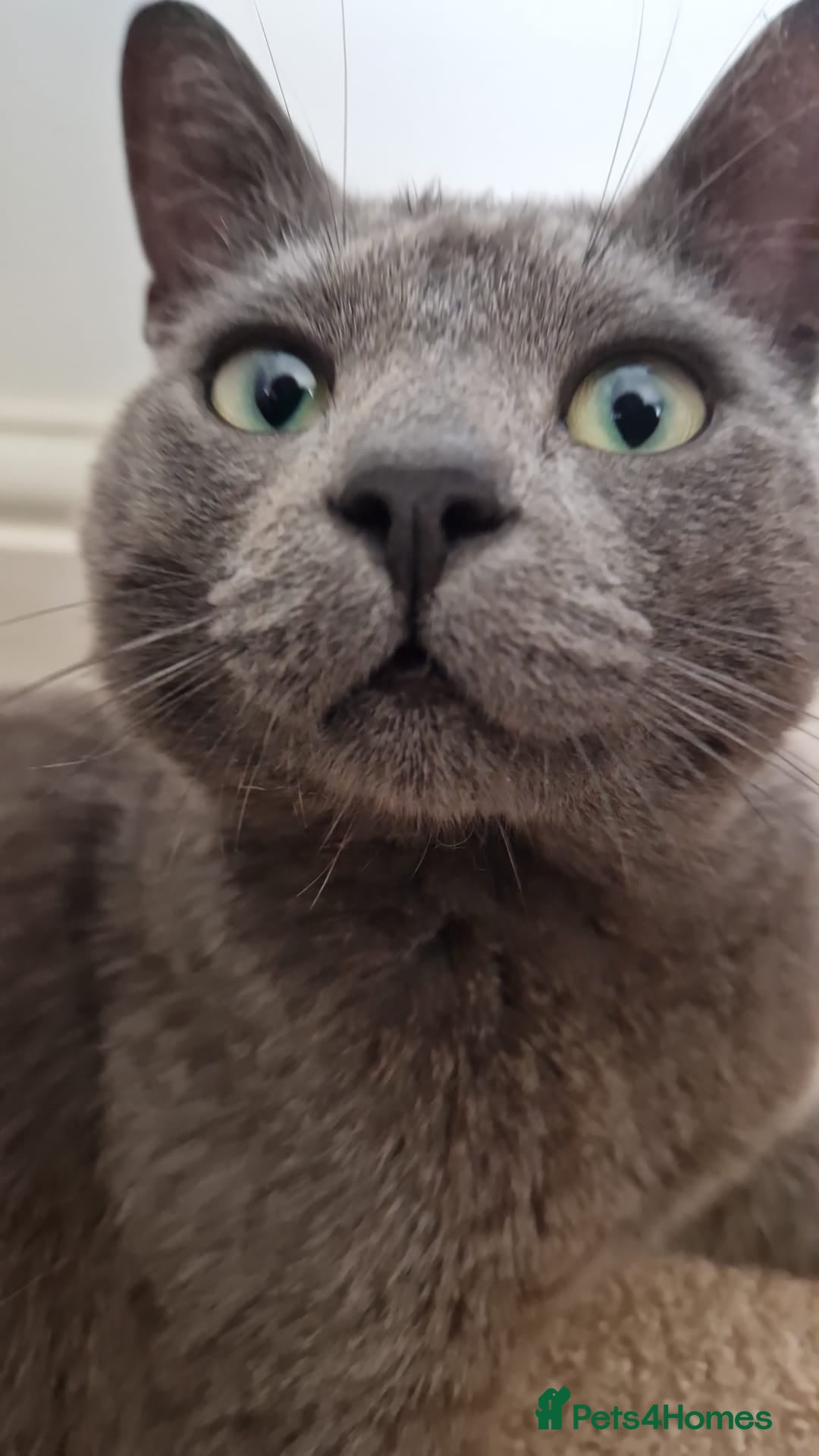 British Shorthair cats for sale: Beautiful British short-hair Dusty - Image 1