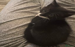 Domestic Shorthair cats for sale: Black and white girl - ready for collection - Image 6