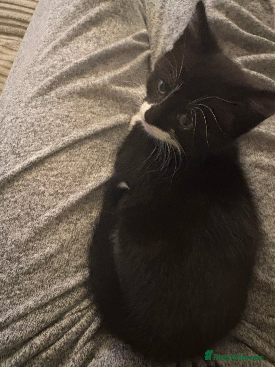 Domestic Shorthair cats for sale: Black and white girl - ready for collection - Image 6