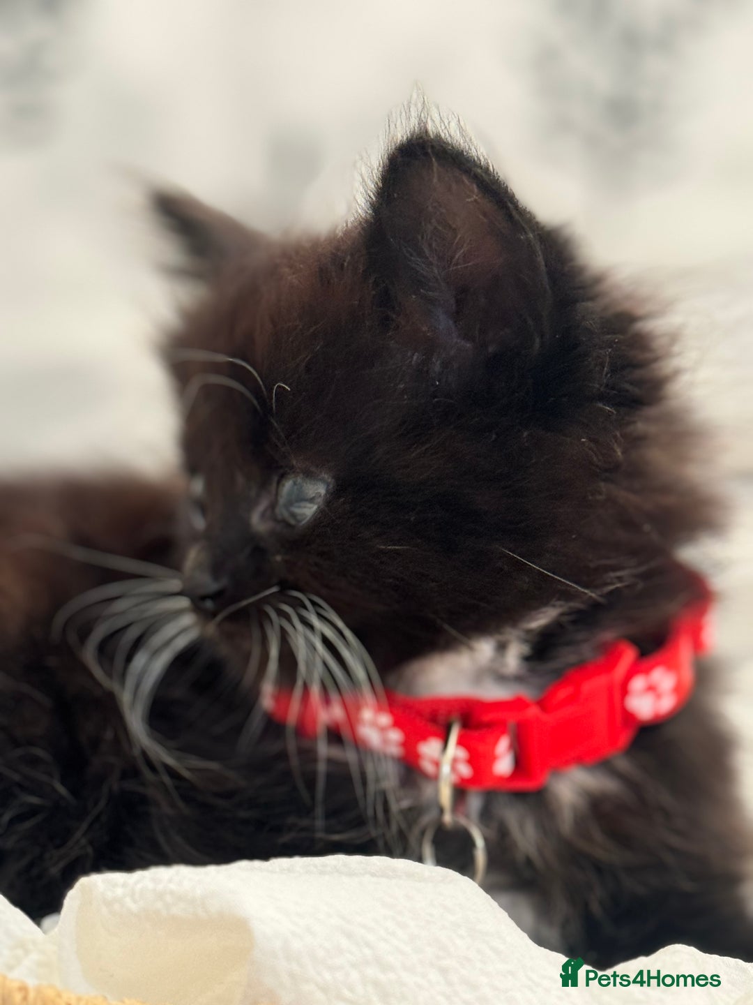 Ragdoll cats for sale: CUTE AND PLAYFUL HALF RAGDOLL KITTENS  - Image 5