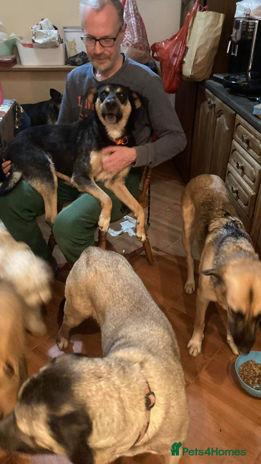 Mixed Breed dogs for adoption: Batman - Norwich Norfolk  - Advert 7