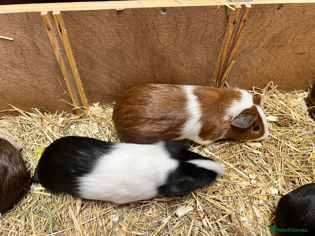 Guinea Pig rodents for sale: Group of bonded Dutch male/boar guinea pigs - Advert 11