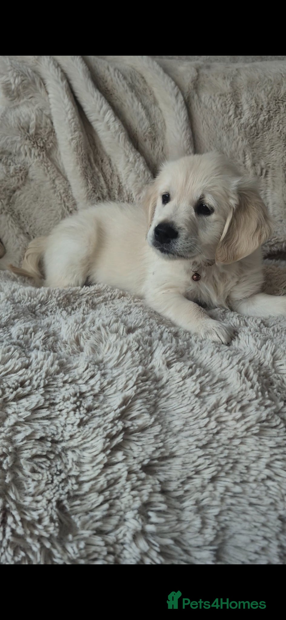 Golden Retriever dogs Ready to go Gorgeous Golden Retriever Puppies - Advert 16