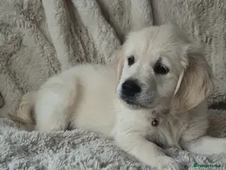 Golden Retriever dogs Ready to go Gorgeous Golden Retriever Puppies - Advert 16