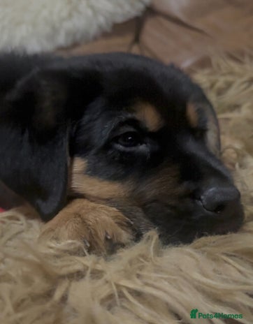 Mixed Breed dogs - Advert 12