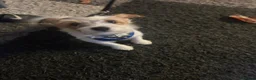 Jack Russell dogs for sale: Miniature jack Russel  in Clacton-on-Sea - Advert 3