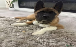 Akita dogs for stud: Akita Stud – Strong, Loyal & Family Raised - Image 5