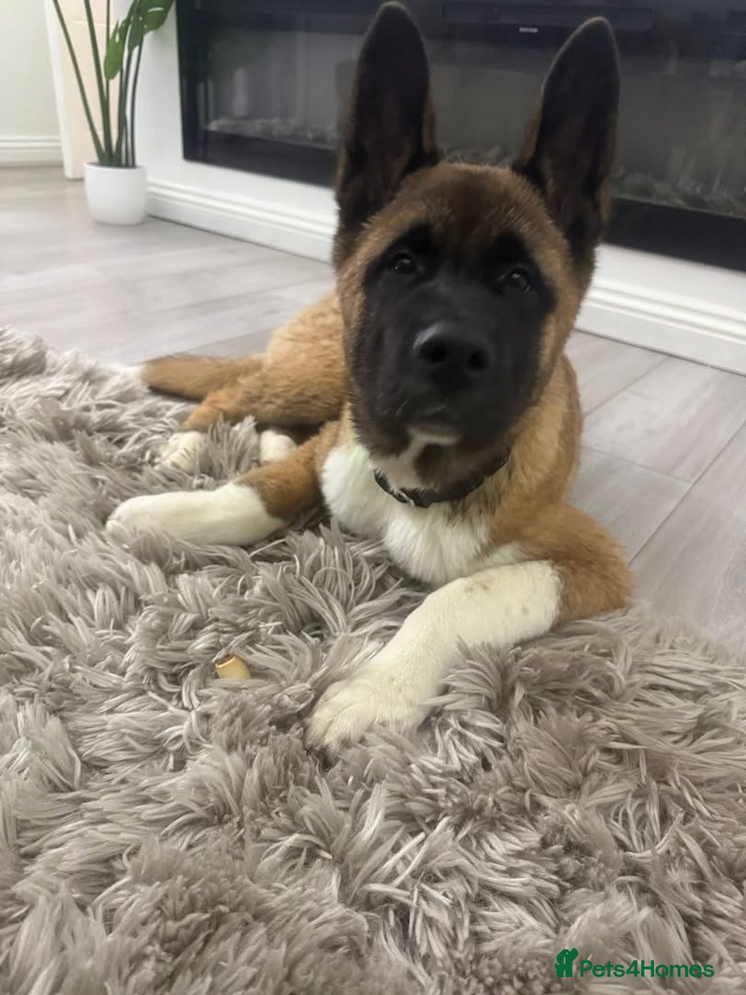 Akita dogs for stud: Akita Stud – Strong, Loyal & Family Raised - Image 5