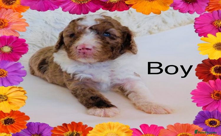 Cockapoo dogs DNA TESTED, Last Merle Boy, READY NOW - Advert 1