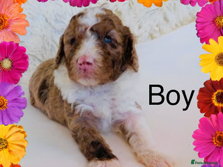 Cockapoo dogs DNA TESTED, Last Merle Boy, READY NOW - Advert 1