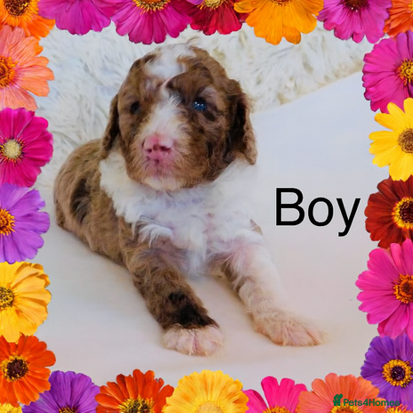 Cockapoo dogs DNA TESTED, Last Merle Boy, READY NOW - Advert 1