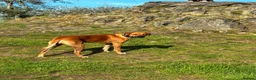 Mixed Breed dogs for sale: Rhodesian Ridgeback x Bull Lurcher - Advert 30