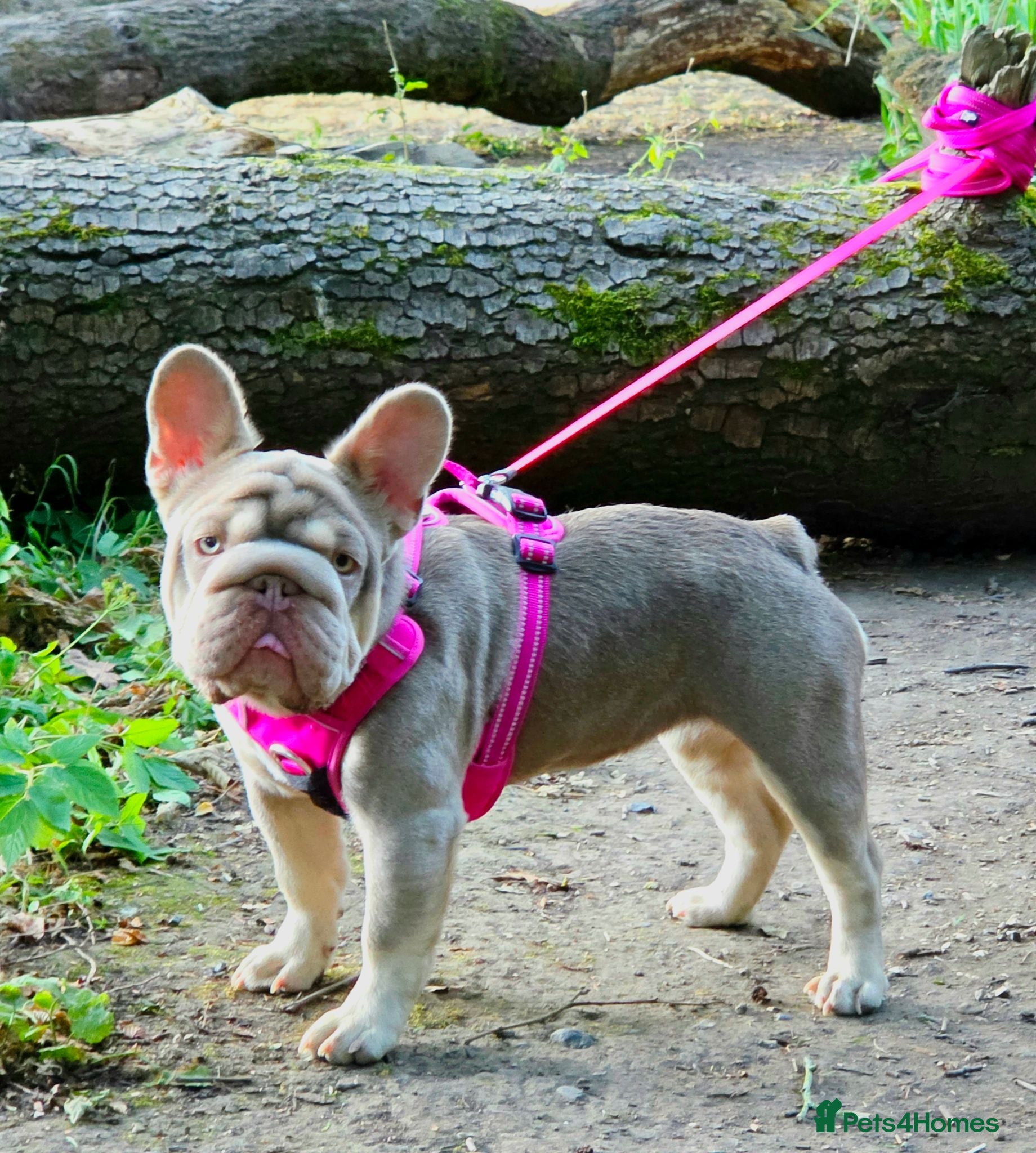French Bulldog dogs French bulldog girls - Advert 1