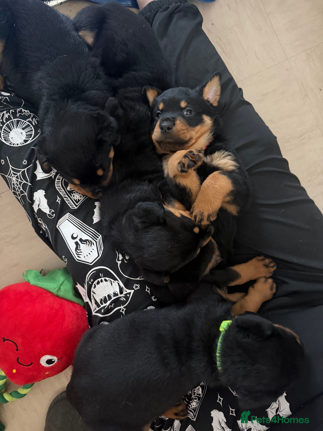 Mixed Breed dogs for sale: Beautiful chunky 3/4 Rottweiler 1/4 sharpei pups  - Advert 14