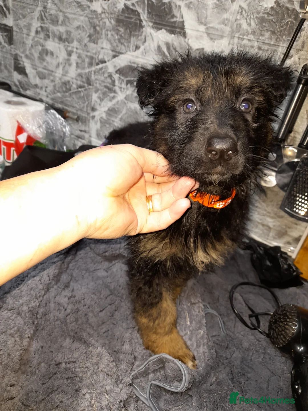 German Shepherd dogs for sale: German shepherd pups - Advert 13