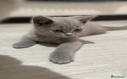 British Shorthair cats for sale: 👑ROYALBLESS STUNNING LILAC BRITISH SHORTHAIR  - Image 1