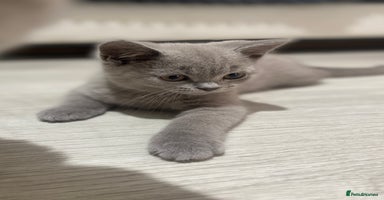 British Shorthair cats - Advert 8