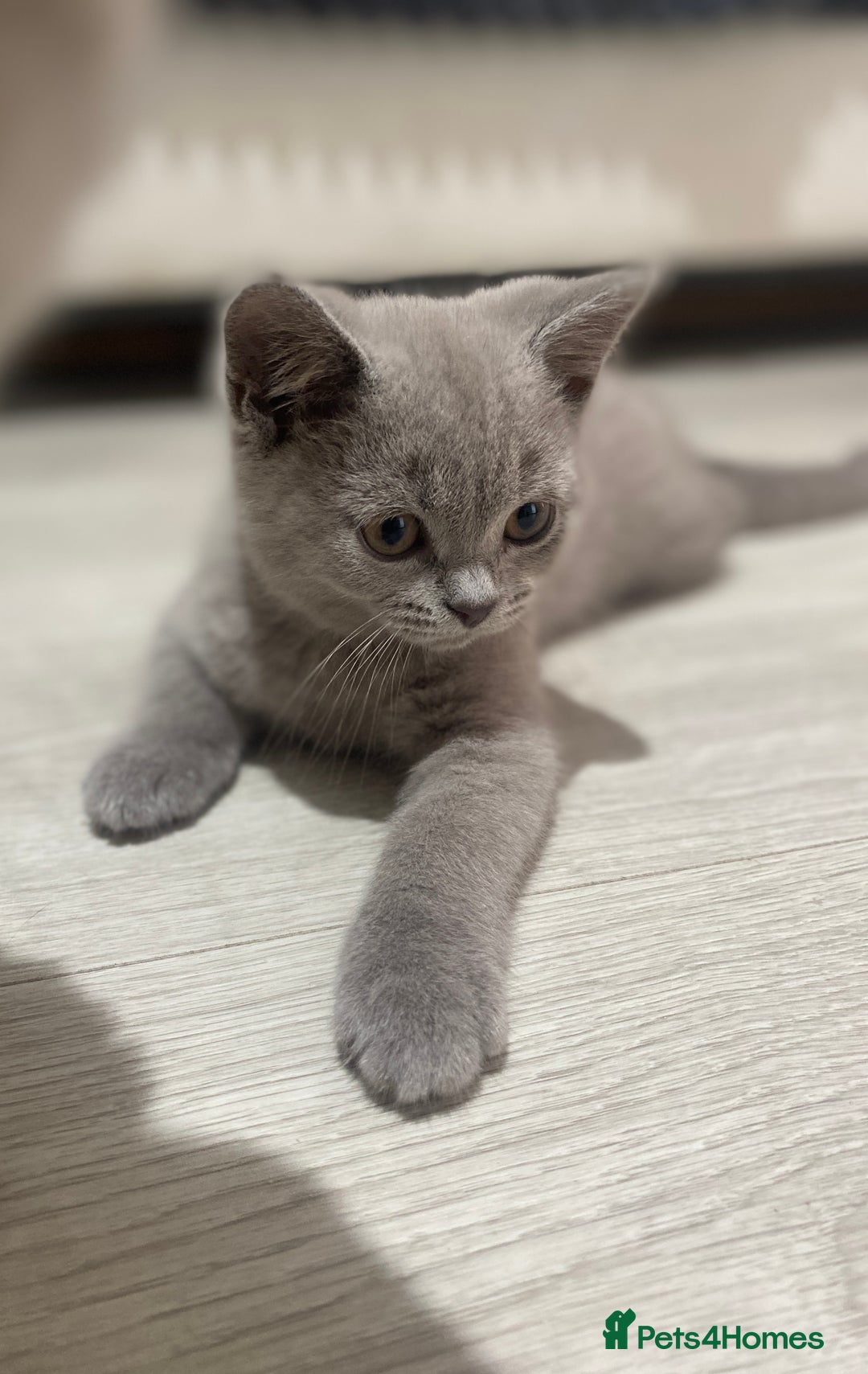 British Shorthair cats for sale: 👑ROYALBLESS STUNNING LILAC BRITISH SHORTHAIR  - Image 1